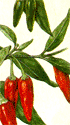 chilli_csipé