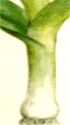 pór